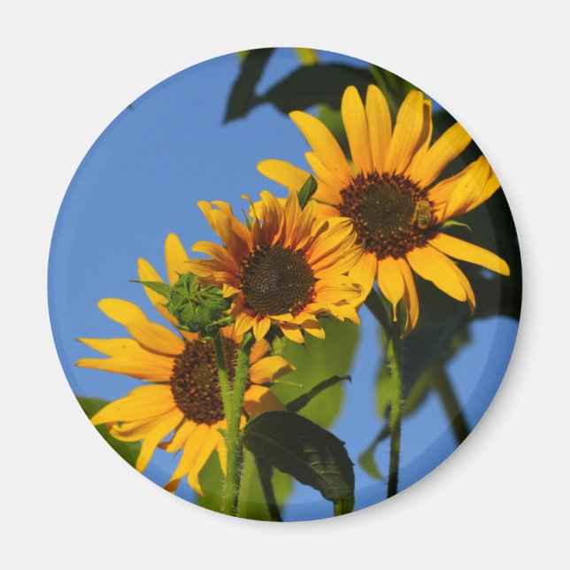 Imã Flores en mi hierbas " flores em minhas ervas dani (Frente)