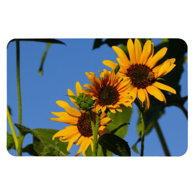 Ímã Flores en mi hierbas " flores em minhas ervas dani (Horizontal)