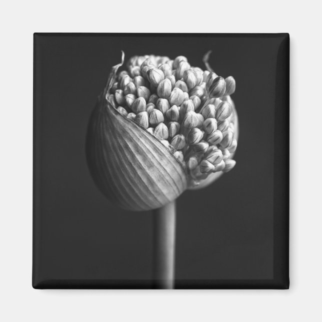 Imã Flores | Flor B&W Allium Bud (Frente)