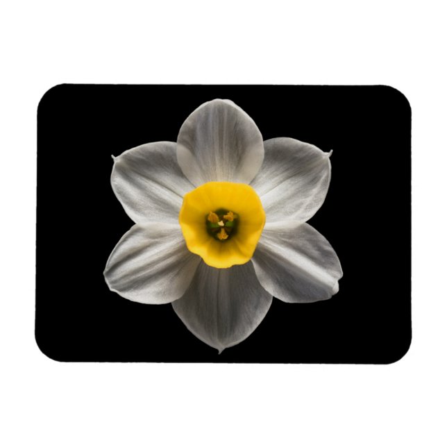 Ímã Flores | Flor Branca De Daffodilo (Horizontal)