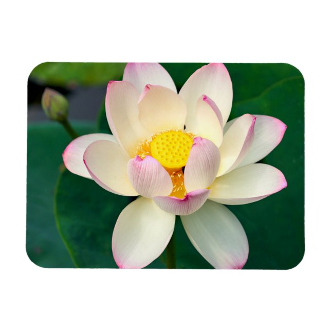 Ímã Flores | Flor de Água Lotus (Horizontal)
