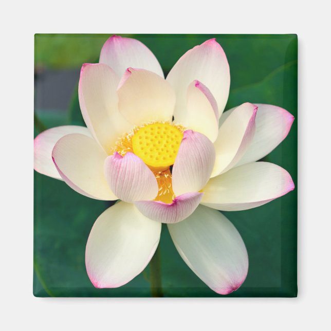 Imã Flores | Flor de Água Lotus (Frente)