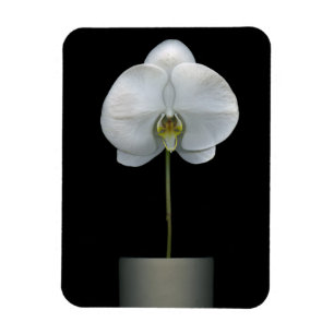 Ímã Flores Flor Orquídea Branca