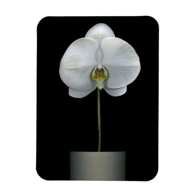 Ímã Flores | Flor Orquídea Branca (Vertical)