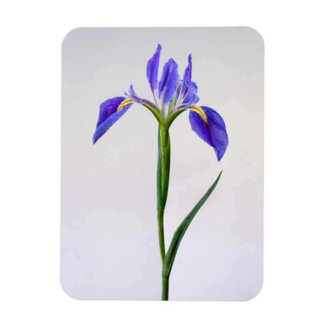 Ímã Flores | Flor Roxo-Íris (Vertical)