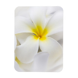 Ímã Flores florais do Frangipani branco da flor do