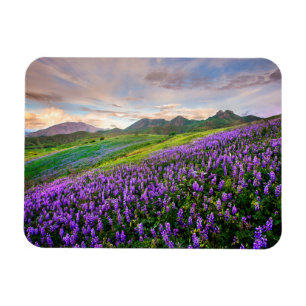 Ímã Flores Flores selvagens da Califórnia
