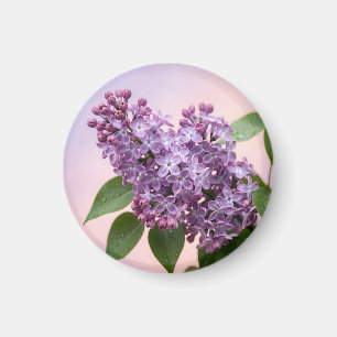 Imã Flores Frescas de Lilás Roxo Primavera Floral