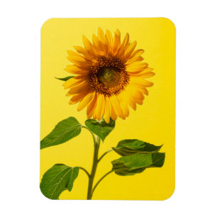 Ímã Flores Girassol em amarelo