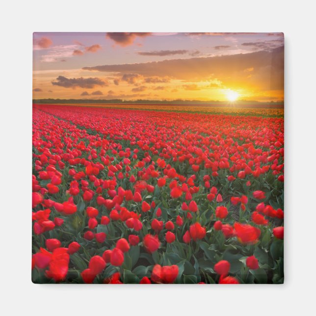 Imã Flores | Jardim Botânico Holanda (Frente)