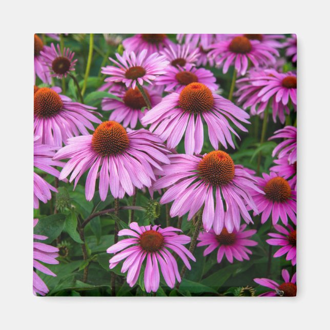 Imã Flores | Jardim de Coneflower Rosa (Frente)
