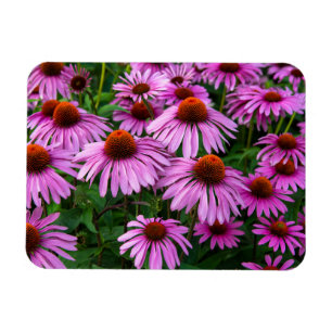 Ímã Flores Jardim de Coneflower Rosa