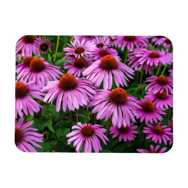 Ímã Flores | Jardim de Coneflower Rosa (Horizontal)