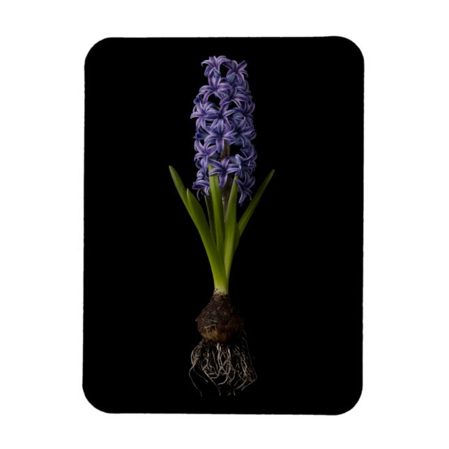 Ímã Flores | Lâmpada de Hyacinth Roxa (Vertical)