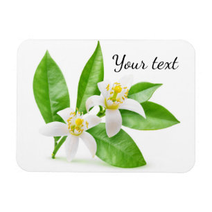 Ímã Flores laranja