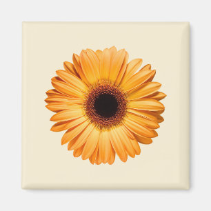 Imã Flores   Orange Gerbera