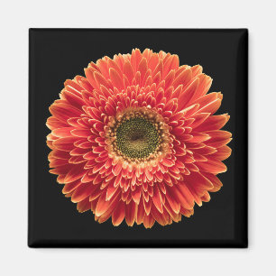 Imã Flores   Orange Gerbera Daisy