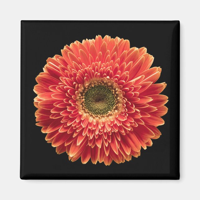 Imã Flores | Orange Gerbera Daisy (Frente)