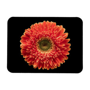 Ímã Flores Orange Gerbera Daisy