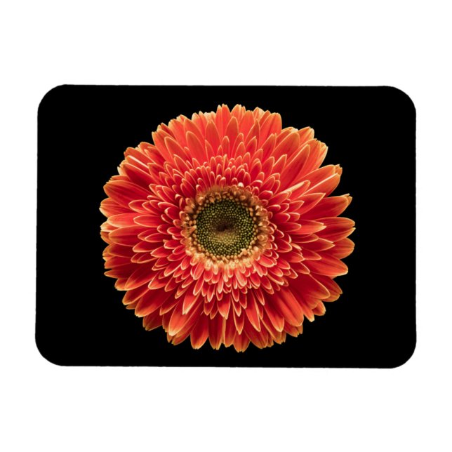 Ímã Flores | Orange Gerbera Daisy (Horizontal)