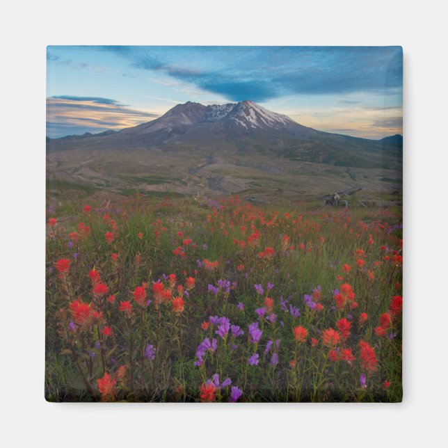 Imã Flores | Pincel-da-índia (Frente)