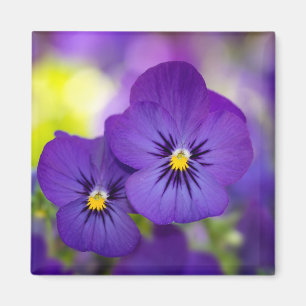 Imã Flores Pintas Roxas