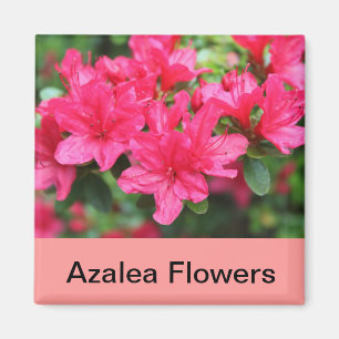 Imã flores rosa azáleas