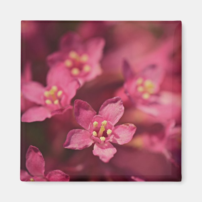 Imã Flores Rosa Bonitas (Frente)