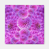 Flores Rosa PomPom Dahlia