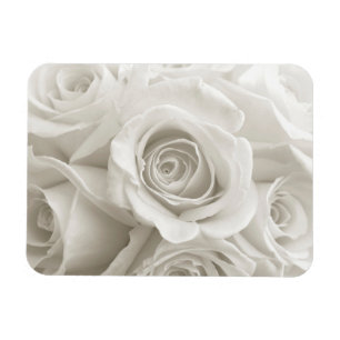 Ímã Flores   Rosas brancas