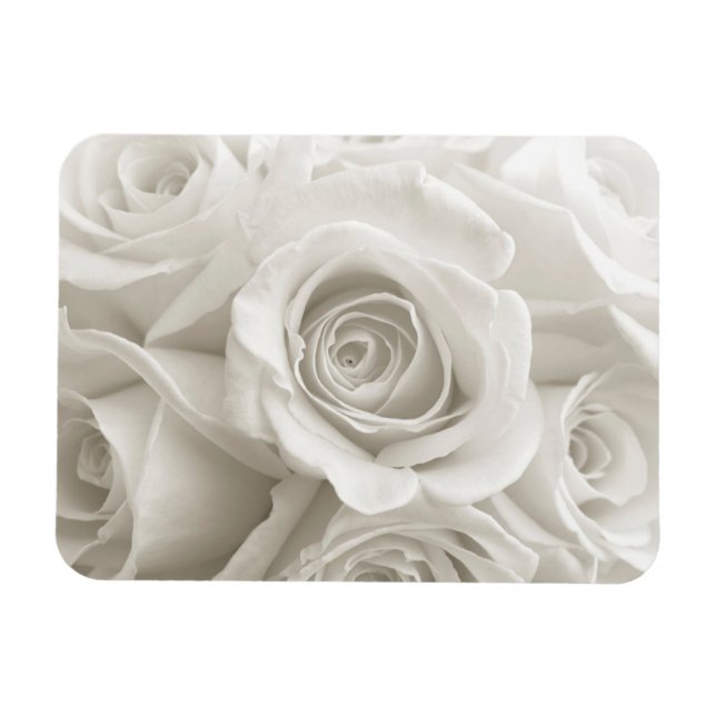 Ímã Flores | Rosas brancas (Horizontal)