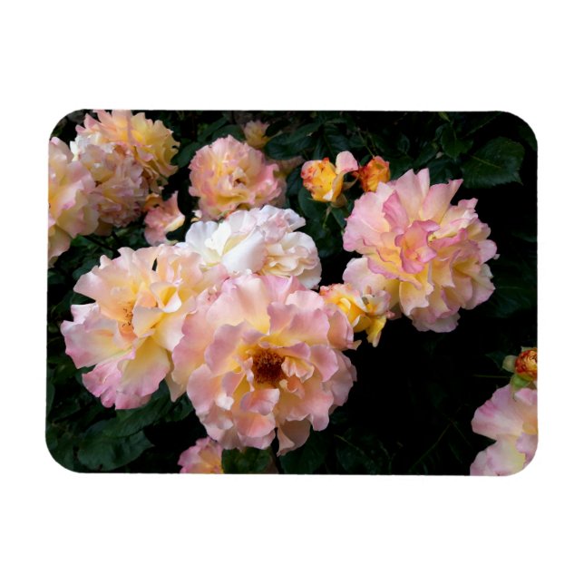 Ímã Flores rosas, Rosas Amarelas Rosa (Horizontal)