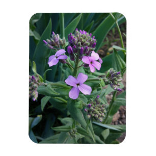 Ímã Flores Roxas