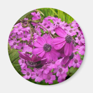 Imã Flores Roxas de São Francisco