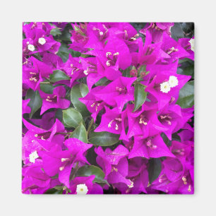 Imã Flores roxas vibrantes do Bougainvillea
