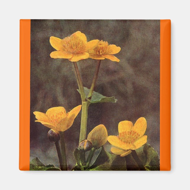 Imã Flores selvagens: Marsh Marigold (Frente)