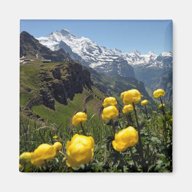 Imã Flores selvagens Região de Jungfrau (Frente)