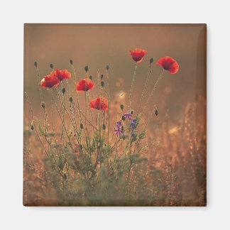 Imã flores silvestres