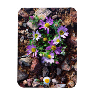 Ímã Flores silvestres