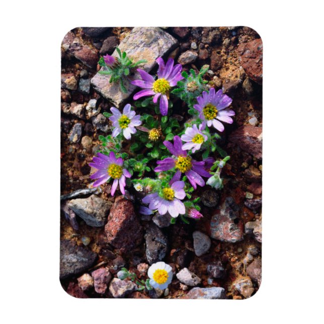 Ímã Flores silvestres (Vertical)