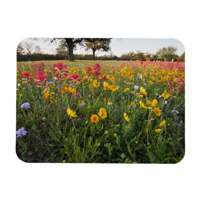 Ímã Flores silvestres à beira da estrada no Texas, pri (Horizontal)