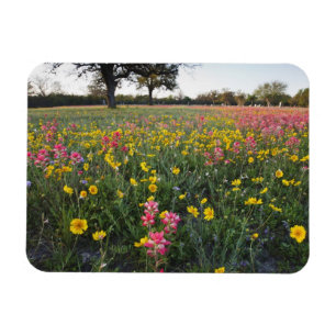 Ímã Flores silvestres à beira da estrada no Texas, pri