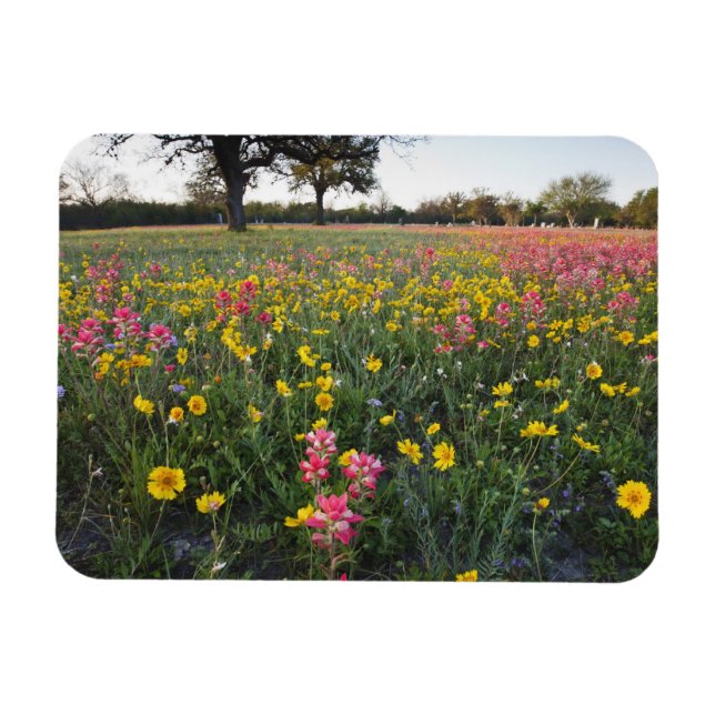 Ímã Flores silvestres à beira da estrada no Texas, pri (Horizontal)