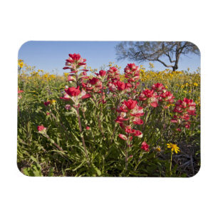 Ímã Flores silvestres à beira da estrada no Texas, pri