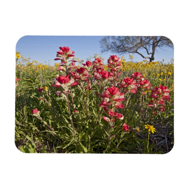 Ímã Flores silvestres à beira da estrada no Texas, pri (Horizontal)