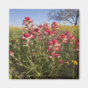 Imã Flores silvestres à beira da estrada no Texas, pri