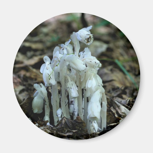 Imã Flores Silvestres de Indian Pipe Natureza  (Frente)