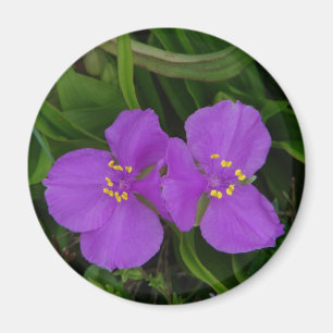 Imã Flores silvestres Fachsia Spiderwort Primaveras Qu