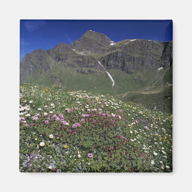 Imã Flores silvestres, florescendo, Alpes, Suíça (Frente)