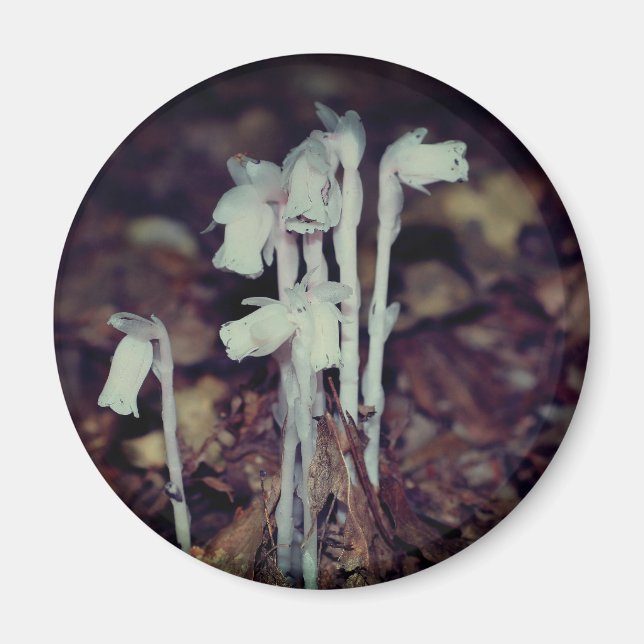 Imã Flores Silvestres Rosa Indian Pipe Natureza  (Frente)
